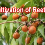 Cultivation of Reetha