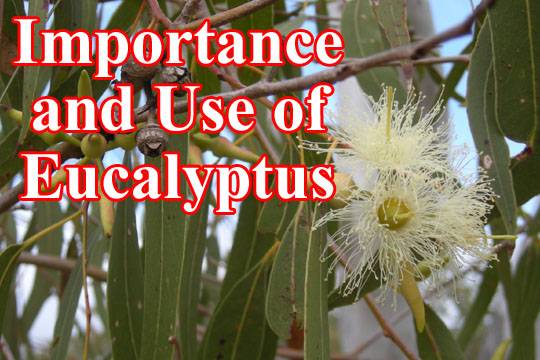 Importance and Use of Eucalyptus